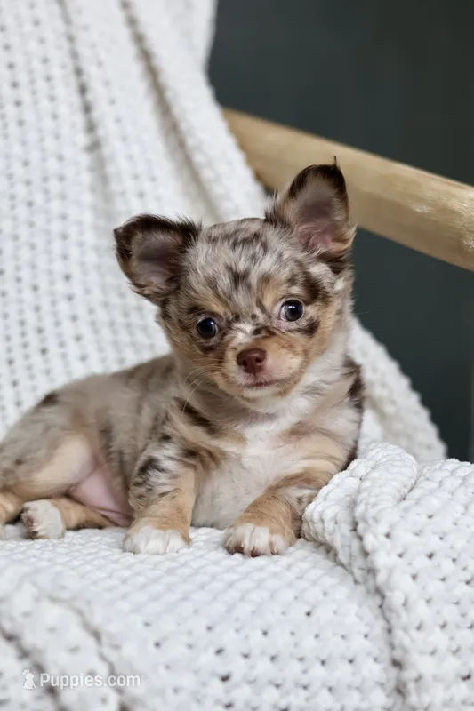 Rowdy – Chihuahua puppy for sale in Beaumont, TX