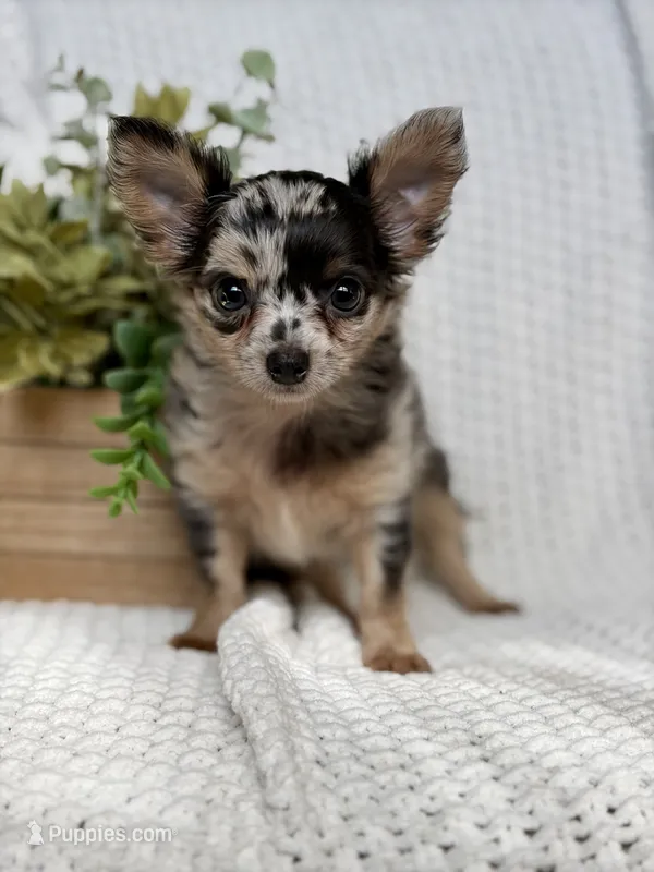 Daisy  – Chihuahua puppy for sale in Beaumont, TX