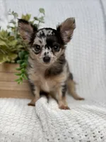 Daisy , a female Chihuahua for sale in Beaumont, TX – 1 of 3