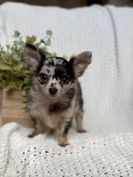 Daisy , a female Chihuahua for sale in Beaumont, TX – 3 of 3
