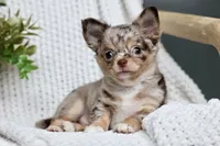 Rowdy, a male Chihuahua for sale in Beaumont, TX – 6 of 10