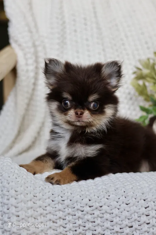 Rory – Chihuahua puppy for sale in Beaumont, TX