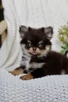 IMPORT AKC Rory, a male Chihuahua for sale in Beaumont, TX – 2 of 6