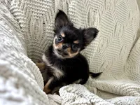 Milo, a male Chihuahua for sale in Beaumont, TX – 6 of 6