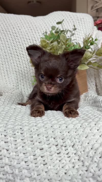 Maverick, a male Chihuahua for sale in Beaumont, TX – 6 of 6