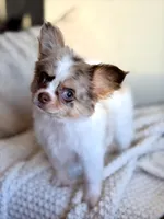 Blair , a female Chihuahua for sale in Beaumont, TX – 5 of 7