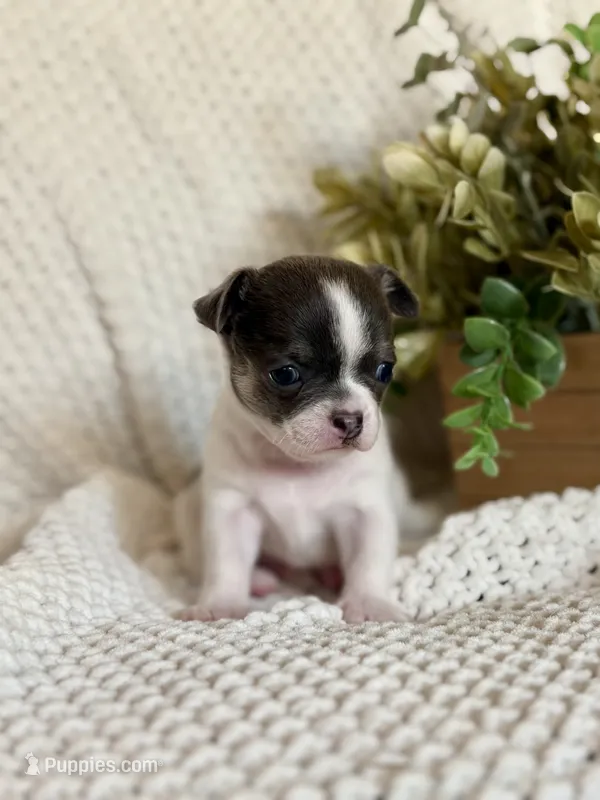 Drax – Chihuahua puppy for sale in Beaumont, TX