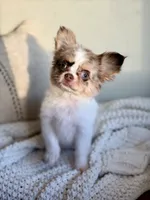 Blair , a female Chihuahua for sale in Beaumont, TX – 4 of 7