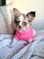 Blair , a female Chihuahua for sale in Beaumont, TX – 7 of 7