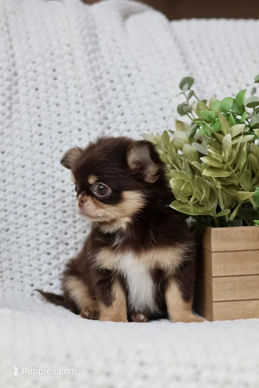 AKC Flash  – Chihuahua puppy for sale in Beaumont, TX