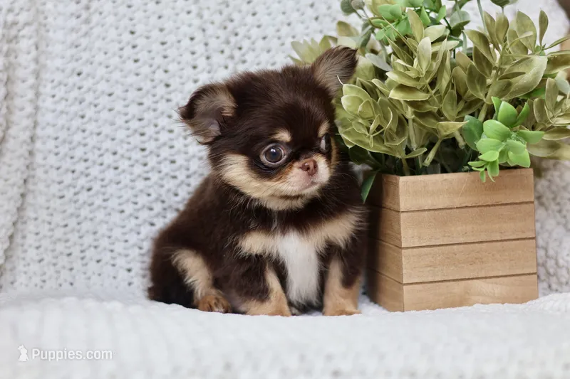 AKC Flash  – Chihuahua puppy for sale in Beaumont, TX