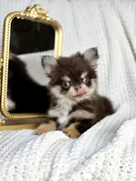 IMPORT AKC Rory, a male Chihuahua for sale in Beaumont, TX – 5 of 6
