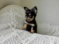 Milo, a male Chihuahua for sale in Beaumont, TX – 3 of 6