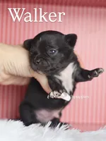 Walker, a male Chihuahua for sale in Fannett, TX – Photo 1 of 4