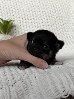 Groot, a male Chihuahua for sale in Beaumont, TX – 6 of 8