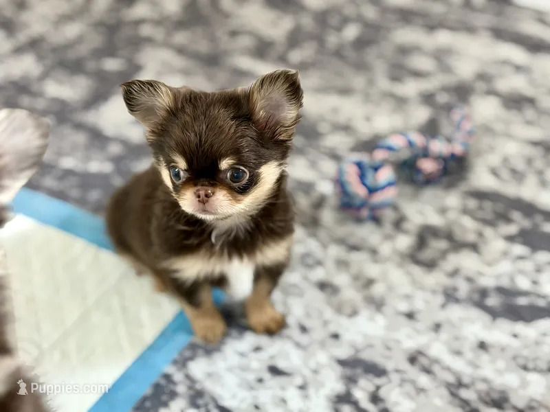 AKC Flash  – Chihuahua puppy for sale in Beaumont, TX