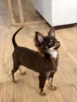 AKC - Rocky , a male Chihuahua for sale in Beaumont, TX – 3 of 8