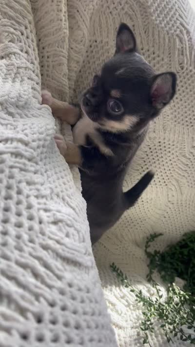 Maya - Applehead, a female Chihuahua for sale in Beaumont, TX – 4 of 4
