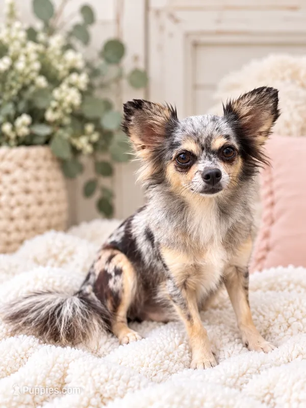Remi - Spayed – Chihuahua puppy for sale in Beaumont, TX