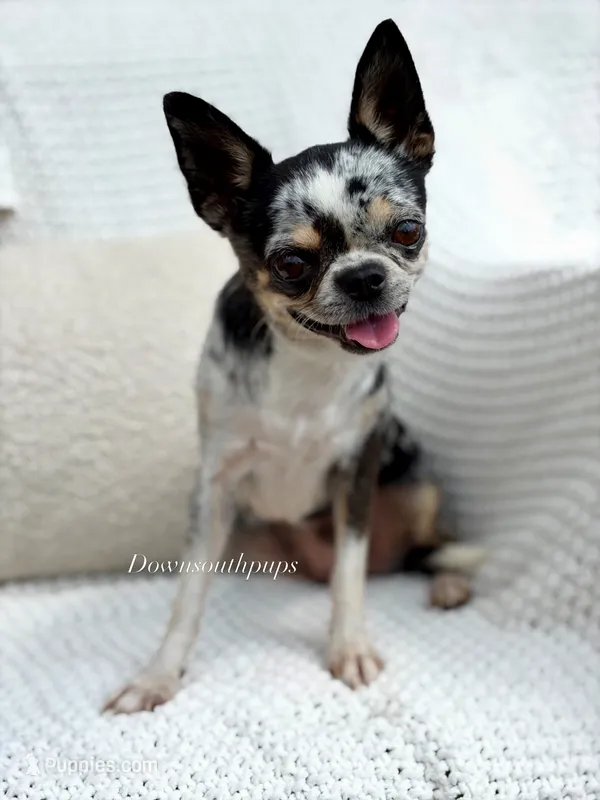 Gwen  – Chihuahua puppy for sale in Beaumont, TX