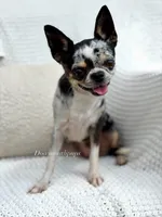 Gwen , a female Chihuahua for sale in Beaumont, TX – 1 of 4