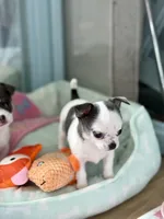 AKC Gamora , a female Chihuahua for sale in Beaumont, TX – 7 of 7