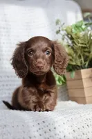 AKC Shasta, a female Miniature Dachshund for sale in Beaumont, TX – 4 of 10