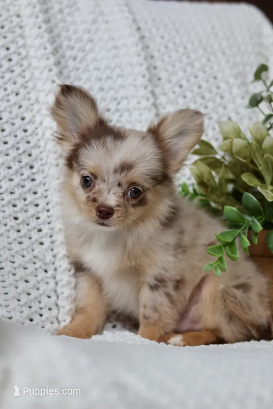 Elvis  – Chihuahua puppy for sale in Beaumont, TX