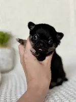 Groot, a male Chihuahua for sale in Beaumont, TX – 4 of 8