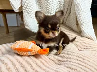 IMPORT Flash , a male Chihuahua for sale in Beaumont, TX – 1 of 3