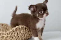 Alec, a male Chihuahua for sale in Fannett, TX – Photo 4 of 7