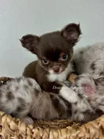 Alec, a male Chihuahua for sale in Fannett, TX – Photo 1 of 7