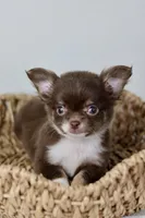 Alec, a male Chihuahua for sale in Fannett, TX – Photo 6 of 7