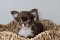 Alec, a male Chihuahua for sale in Fannett, TX – Photo 7 of 7