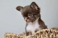 Alec, a male Chihuahua for sale in Fannett, TX – Photo 2 of 7