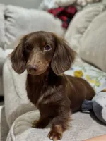 Akc Truffles, a female Miniature Dachshund for sale in Beaumont, TX – 3 of 4