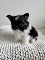Mighty, a male Chihuahua for sale in Beaumont, TX – 3 of 5