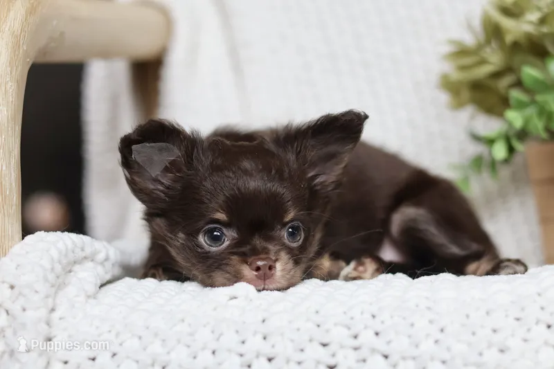 Maverick – Chihuahua puppy for sale in Beaumont, TX