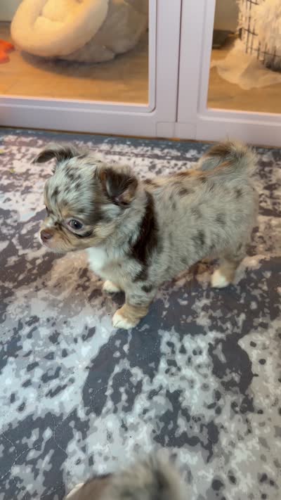 Rowdy, a male Chihuahua for sale in Beaumont, TX – 9 of 10
