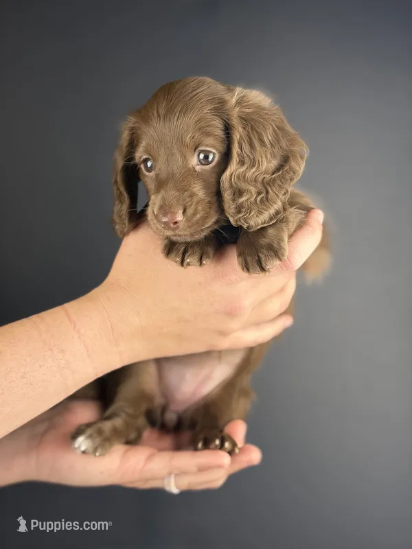 Shasta – Miniature Dachshund puppy for sale in Beaumont, TX