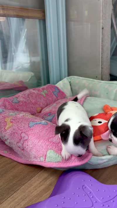 AKC Gamora , a female Chihuahua for sale in Beaumont, TX – 2 of 7