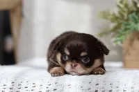 AKC Flash , a male Chihuahua for sale in Beaumont, TX – 6 of 9