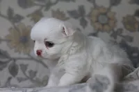 Coconut , a male Chihuahua for sale in Beaumont, TX – Photo 6 of 8