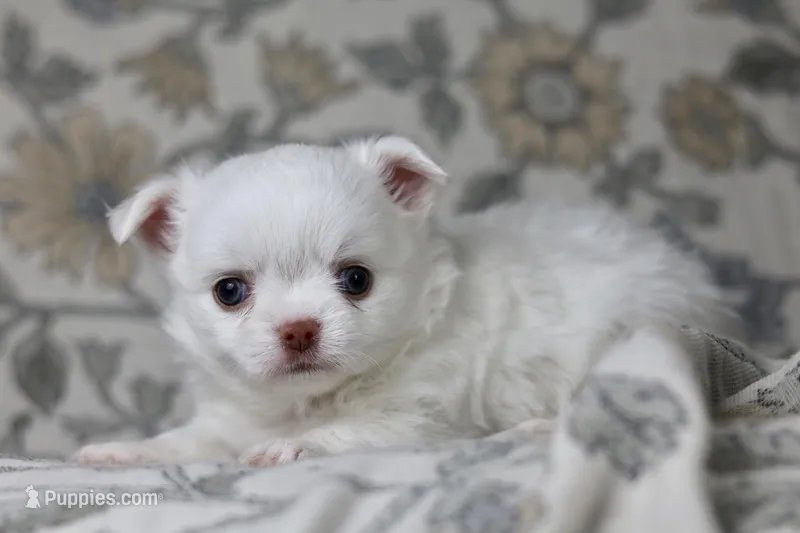 Coconut  – Chihuahua puppy for sale in Beaumont, TX