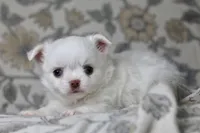 Coconut , a male Chihuahua for sale in Beaumont, TX – Photo 1 of 8