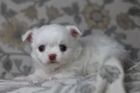 Coconut , a male Chihuahua for sale in Beaumont, TX – Photo 4 of 8