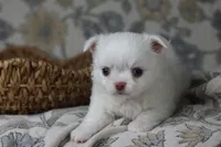 Coconut , a male Chihuahua for sale in Beaumont, TX – Photo 5 of 8