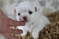 Coconut , a male Chihuahua for sale in Fannett, TX – Photo 2 of 5