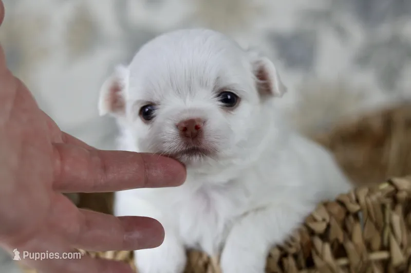 Coconut  – Chihuahua puppy for sale in Fannett, TX