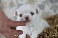 Coconut , a male Chihuahua for sale in Fannett, TX – Photo 1 of 5